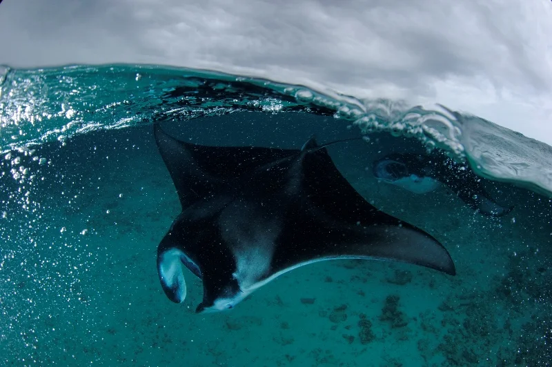 Manta Rays — Thomas P. Peschak